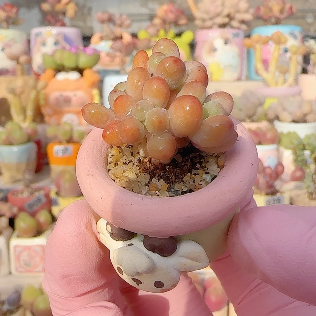 小樱花奶 盆口2.5cm