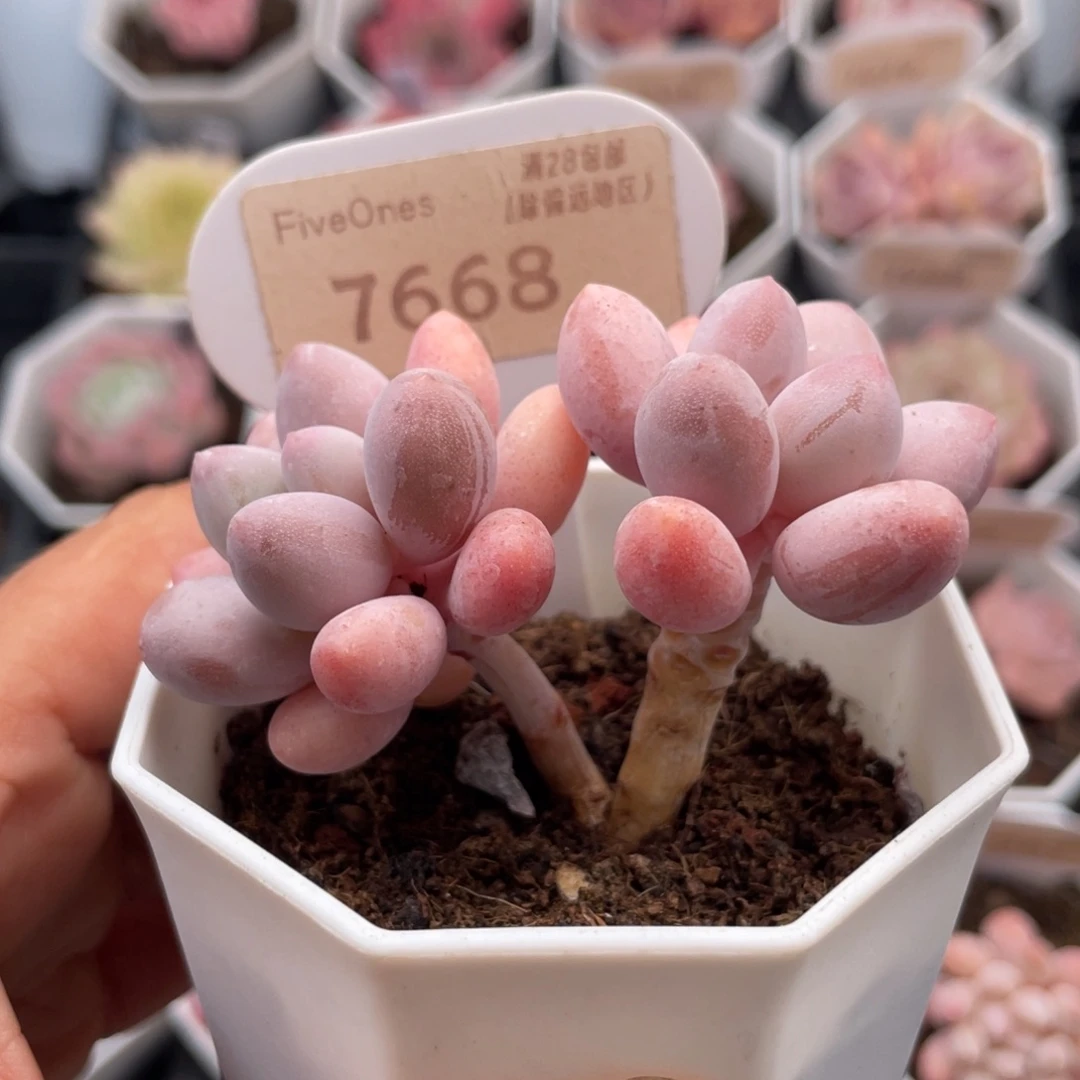 粉色恋人7668-6.0厘米