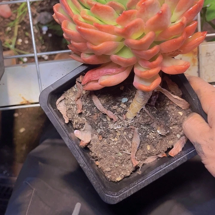黎***里你要吃好睡的多一点儿了呀