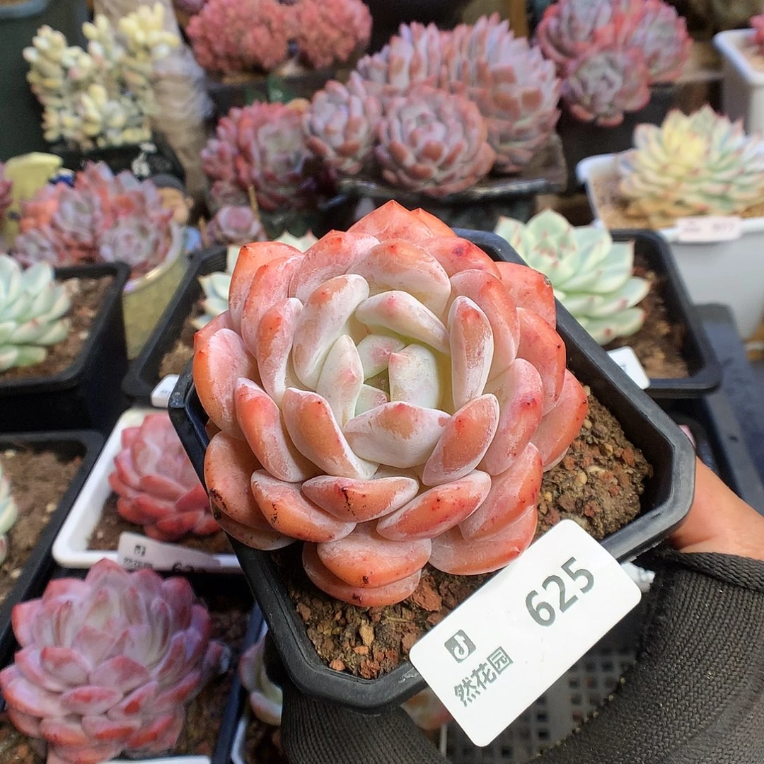 625雪天使多肉植物6666