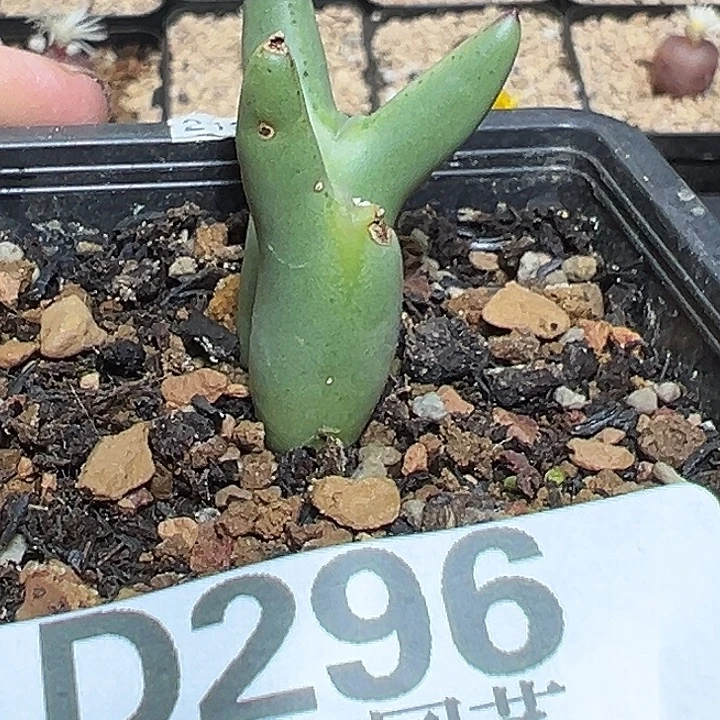 1***满296号比卡丘yzzyyyxyxx