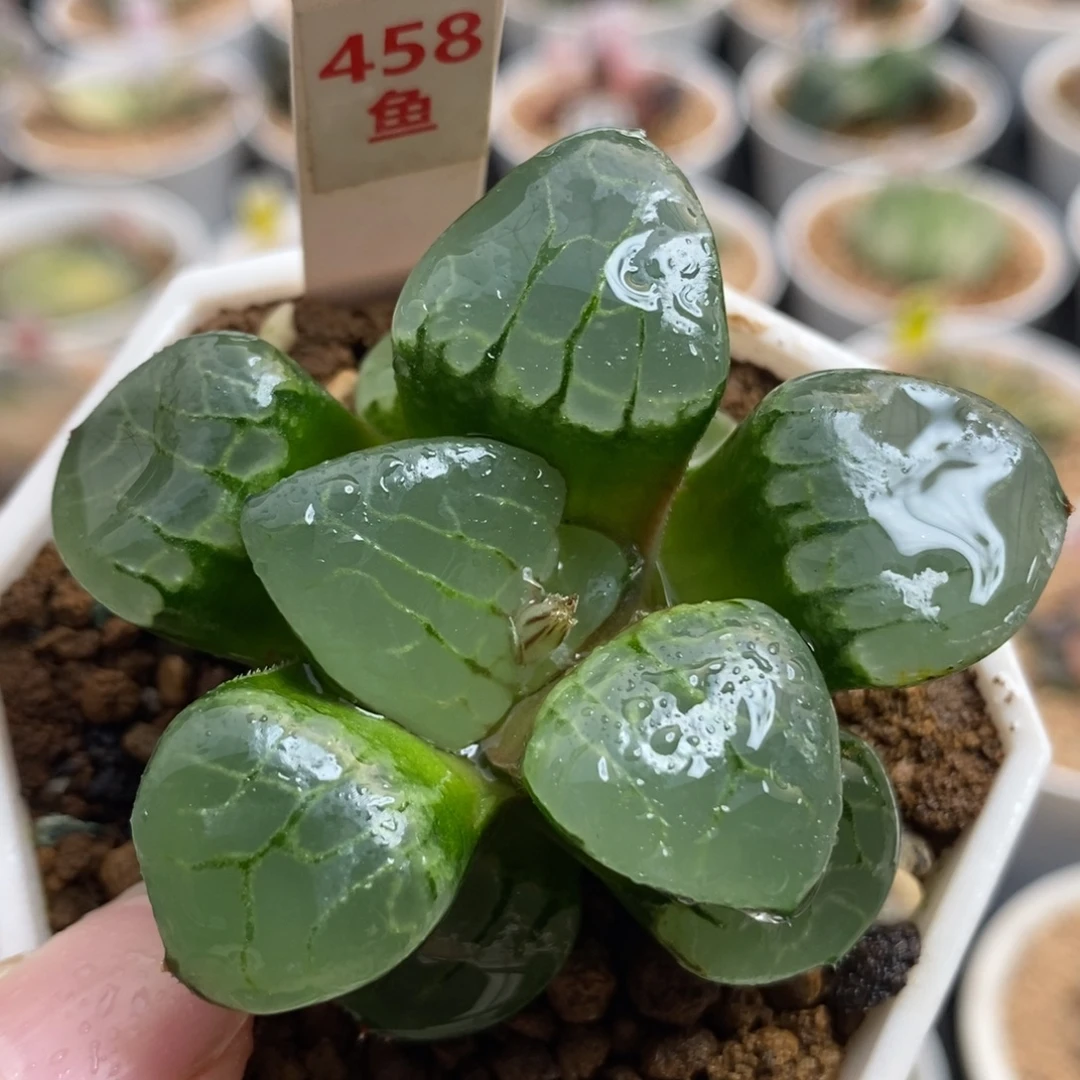 458雅典娜一物一拍
