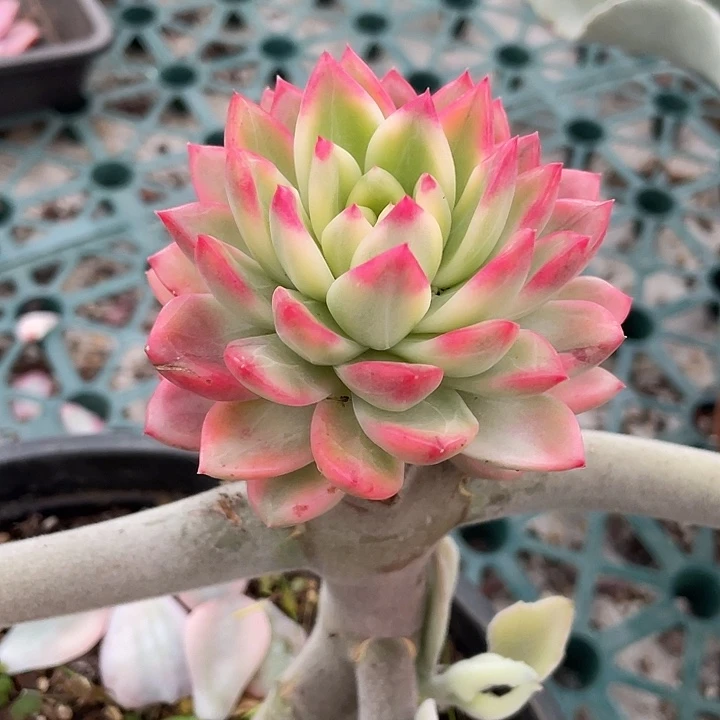 黄昏锦一物一拍锦龙