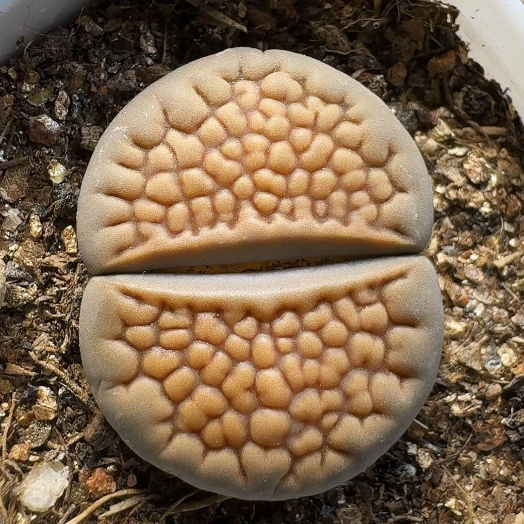 生石花的种子111111。   278