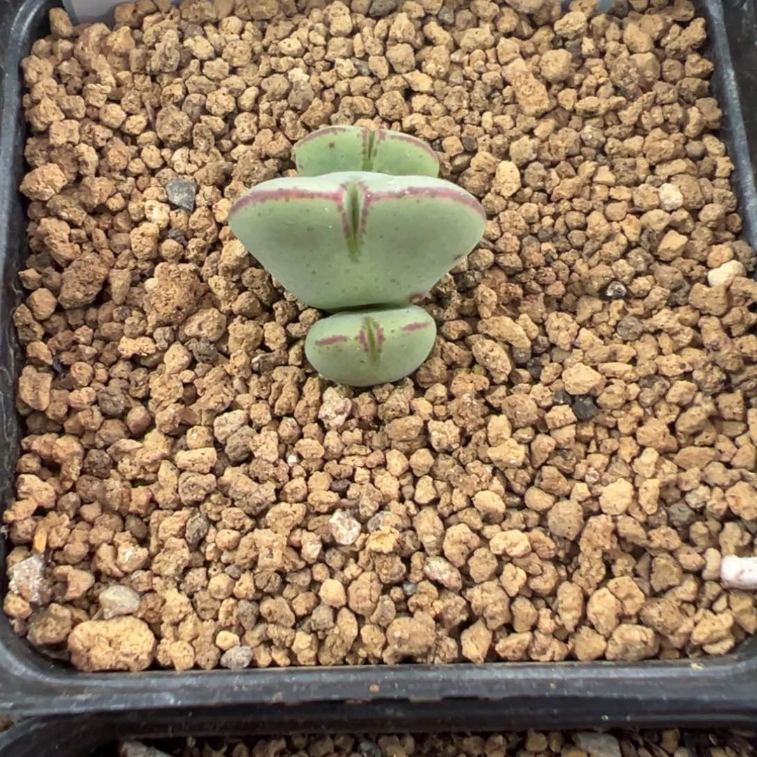 6-43肉锥多肉植物，