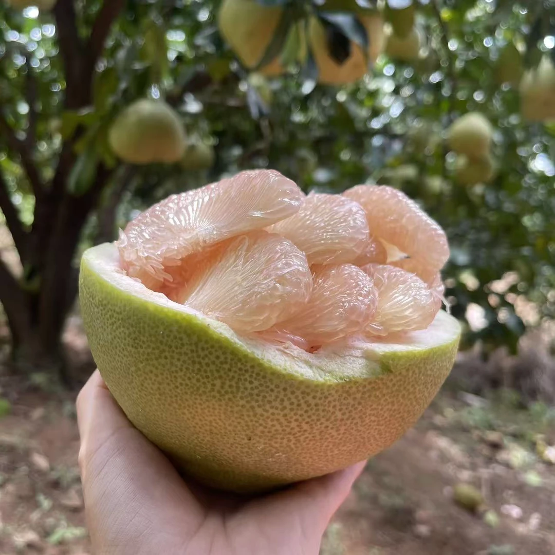 （30斤）福建仙游度尾老树文旦柚现采现摘新鲜应季酸甜多汁水果