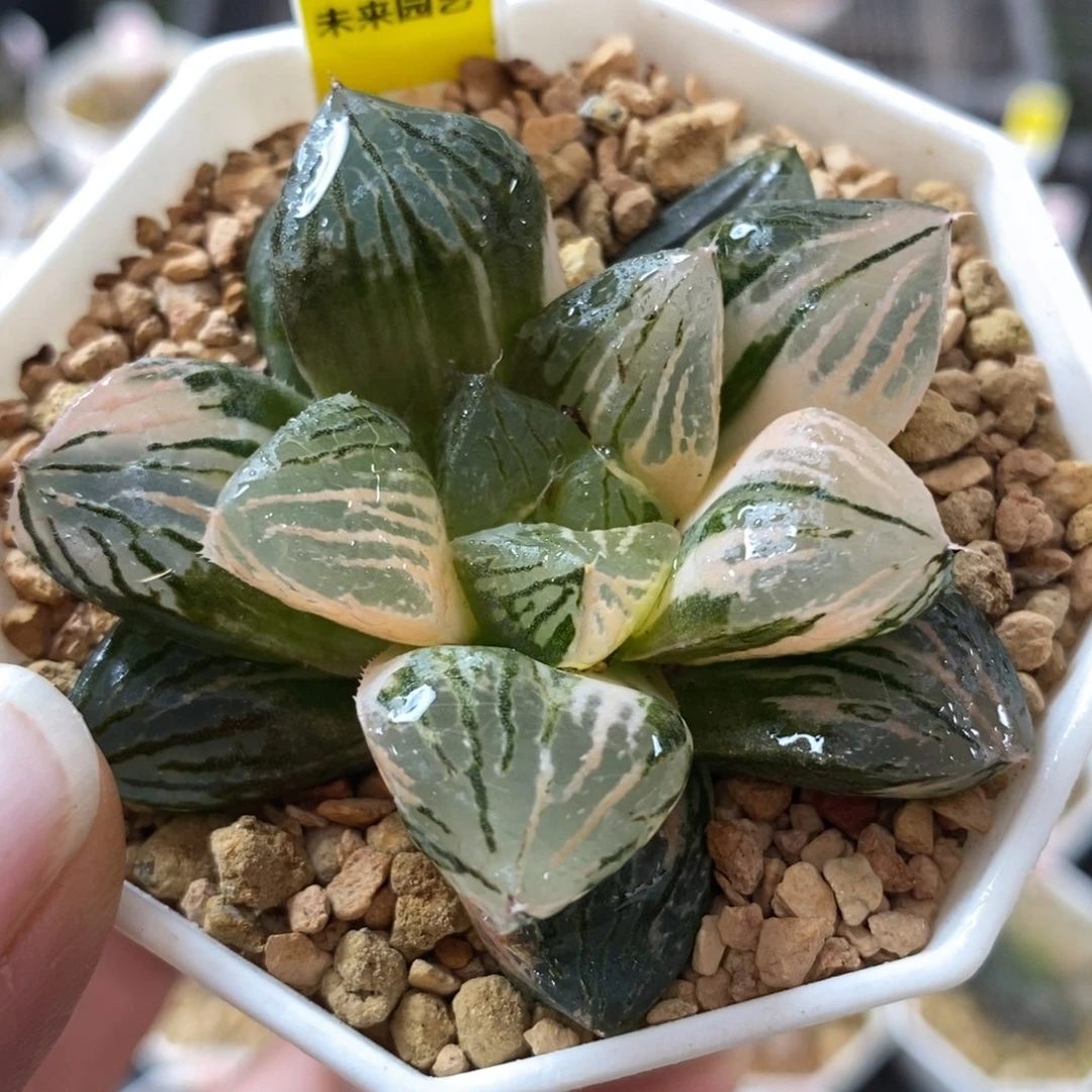 90玉潭寿锦一物一图