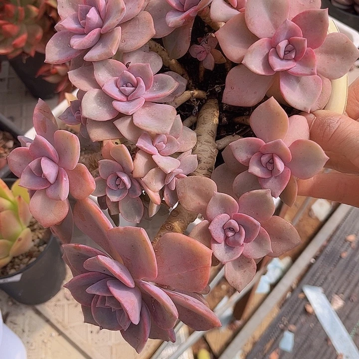 彩虹糖2213多肉植物