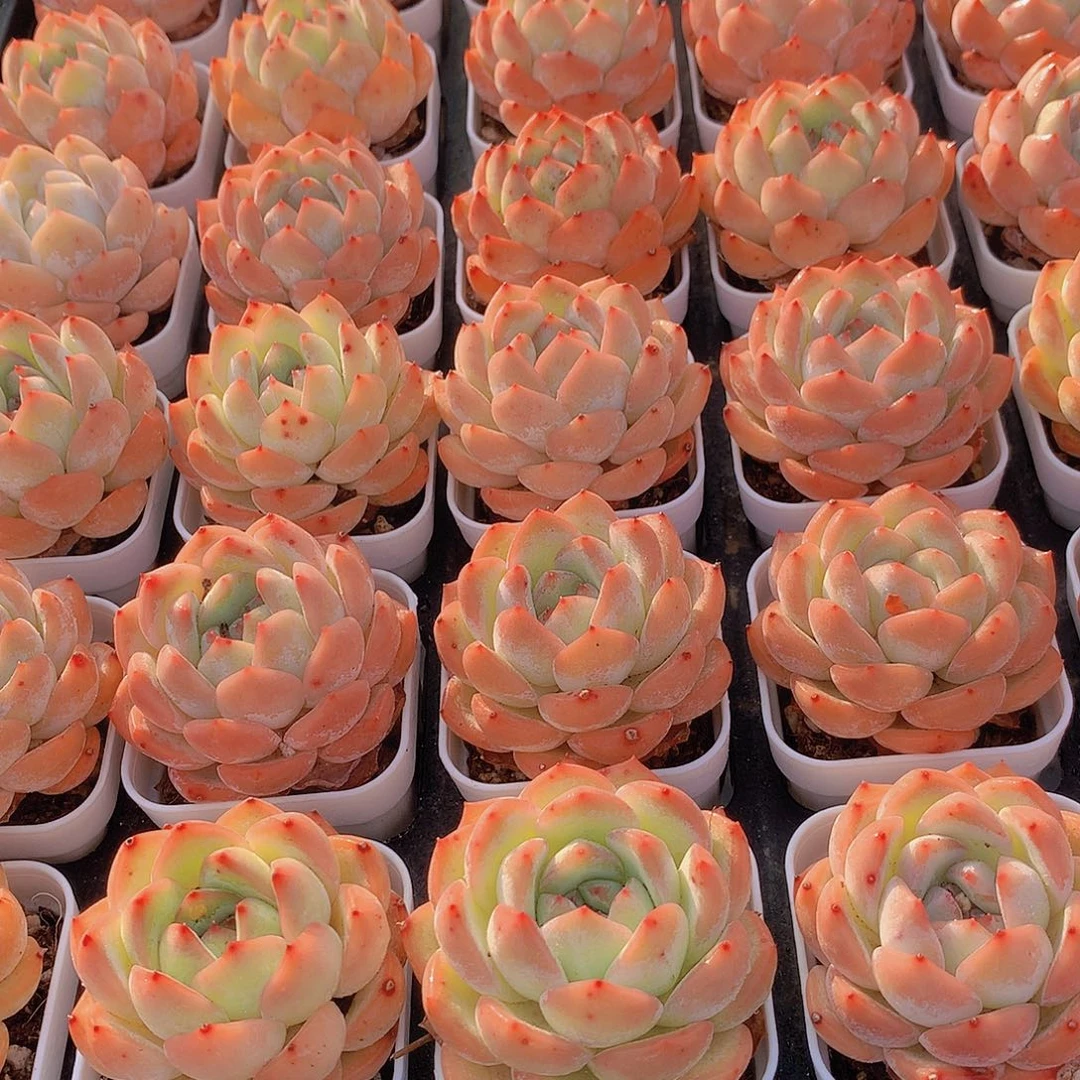 草莓杏仁45679990000