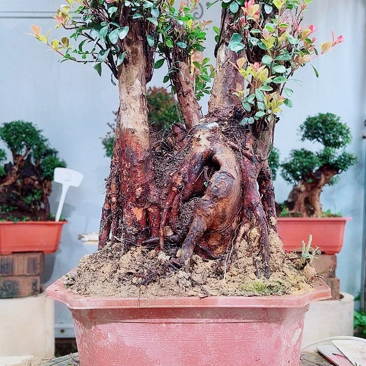 平***心当前无花栽培后可以开花