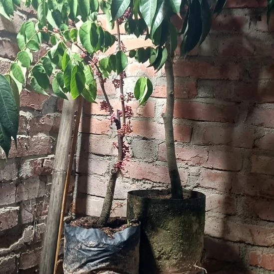 四季甜杨桃带杯，带惊喜发货