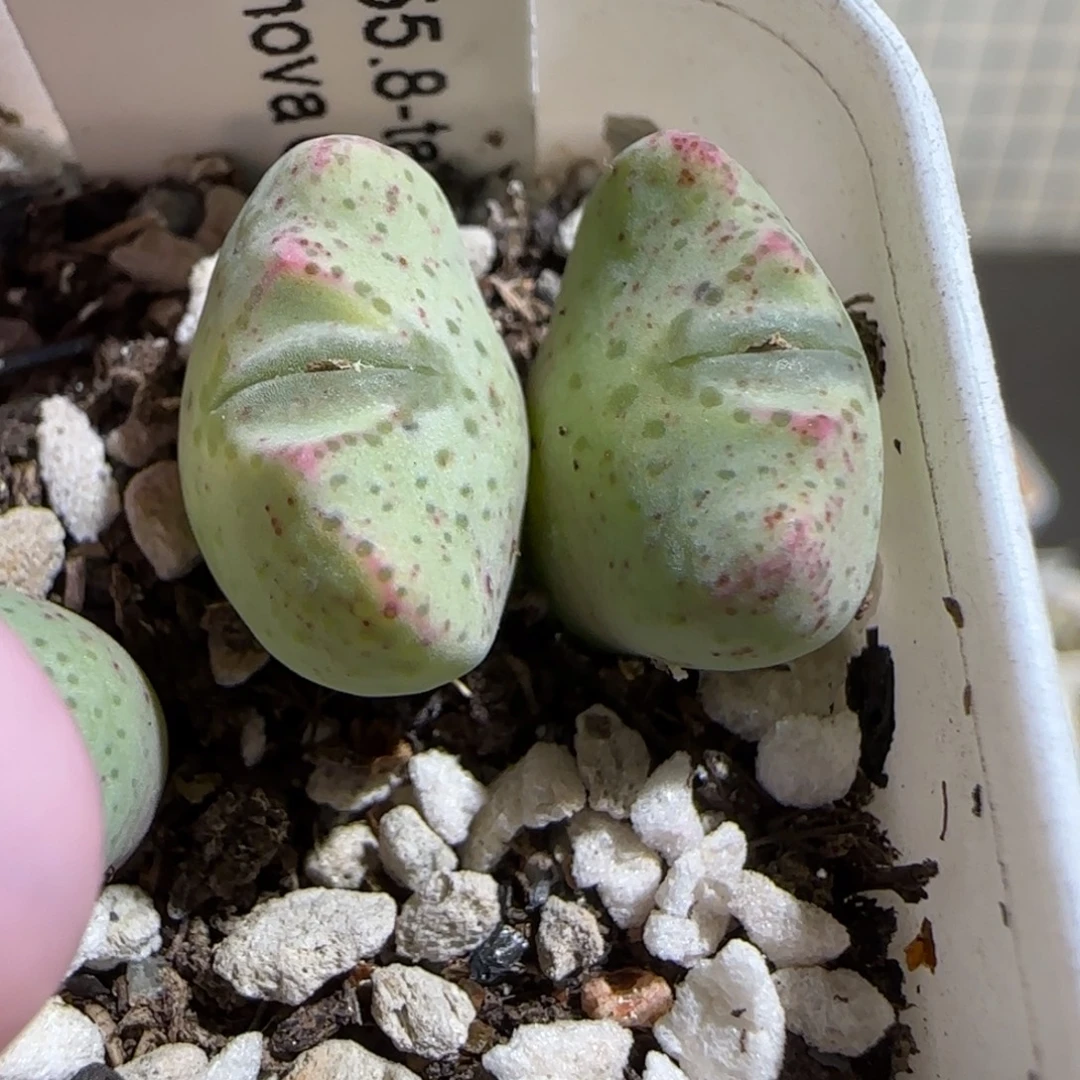 肉锥多肉植物百科-1455.8、626