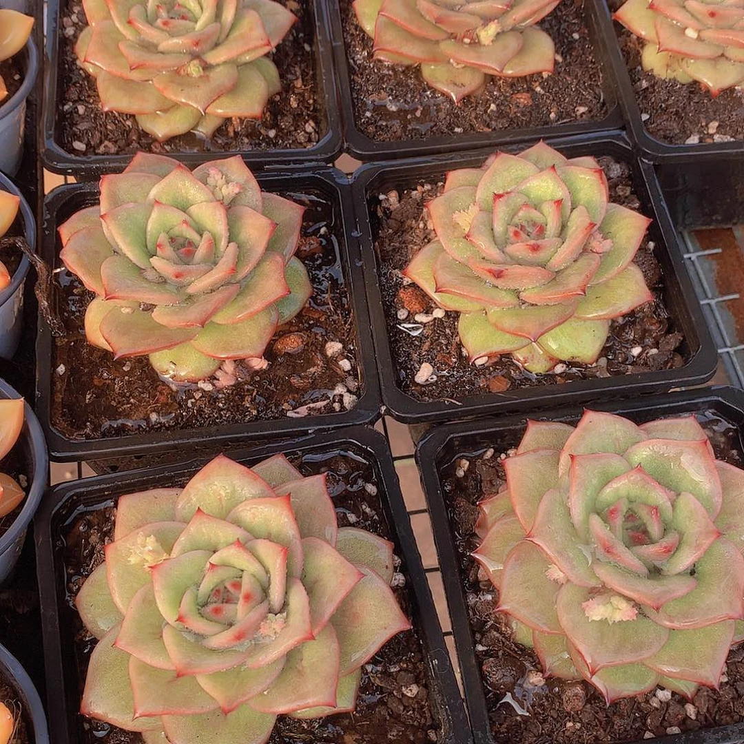 蔷薇锦大号2356799000000