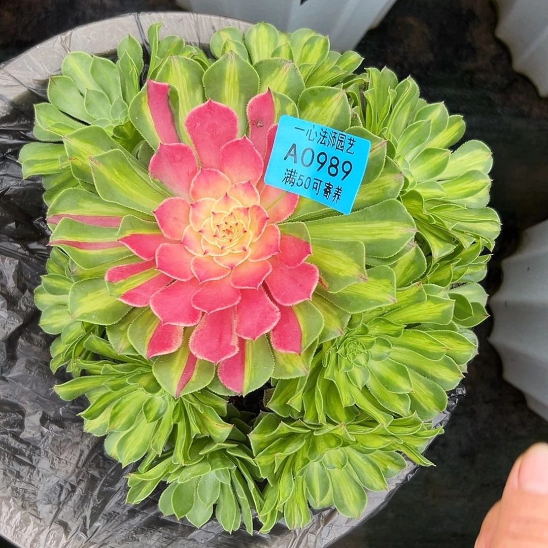0989多肉植物知否