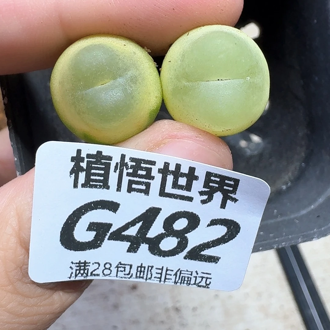 多肉植物的润泽fhhb