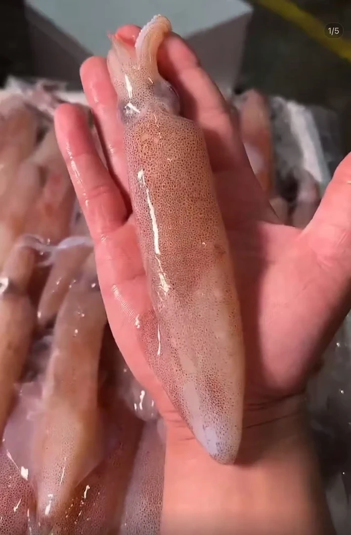 海钓活笔管包脆包甜不缩水