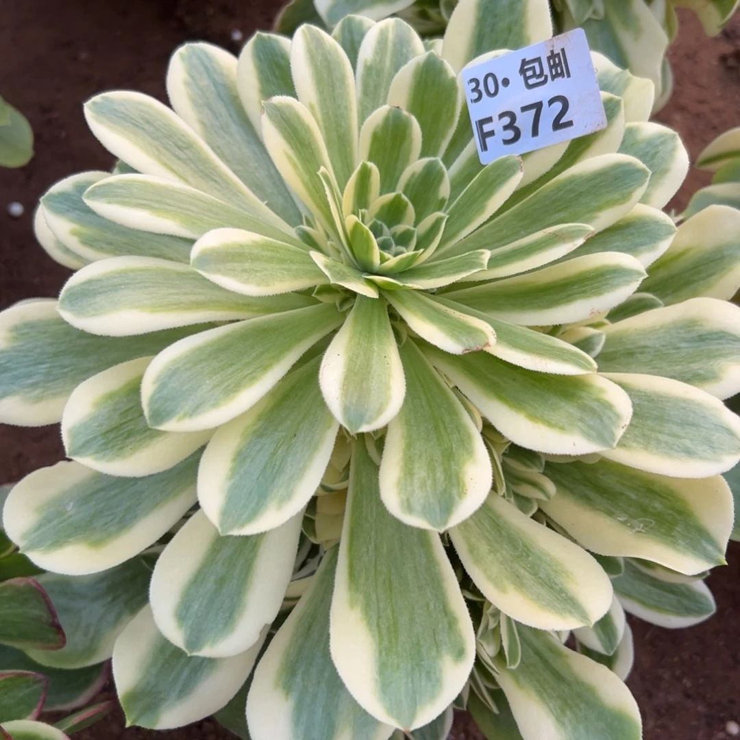 372新尼亚多肉法师