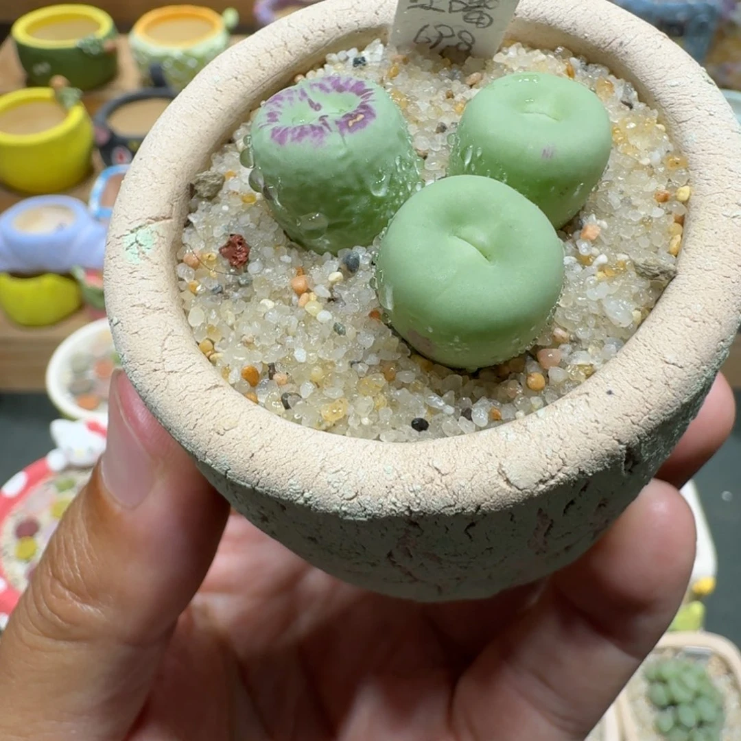 蘑菇1283大型红嘴多肉植物