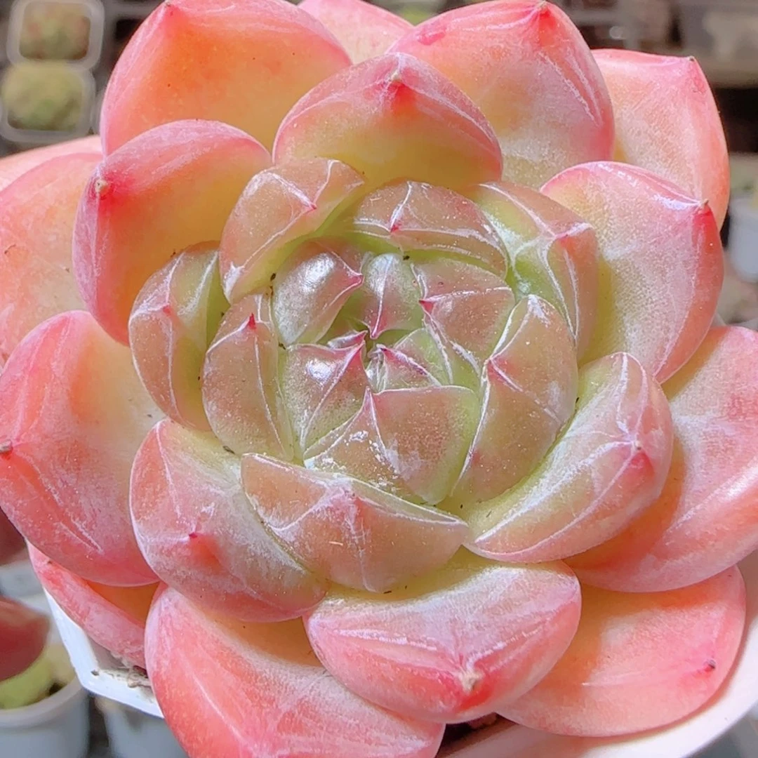 花语逸镜1116-72钻石珍妮
