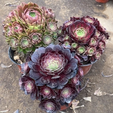 582多肉植物组合