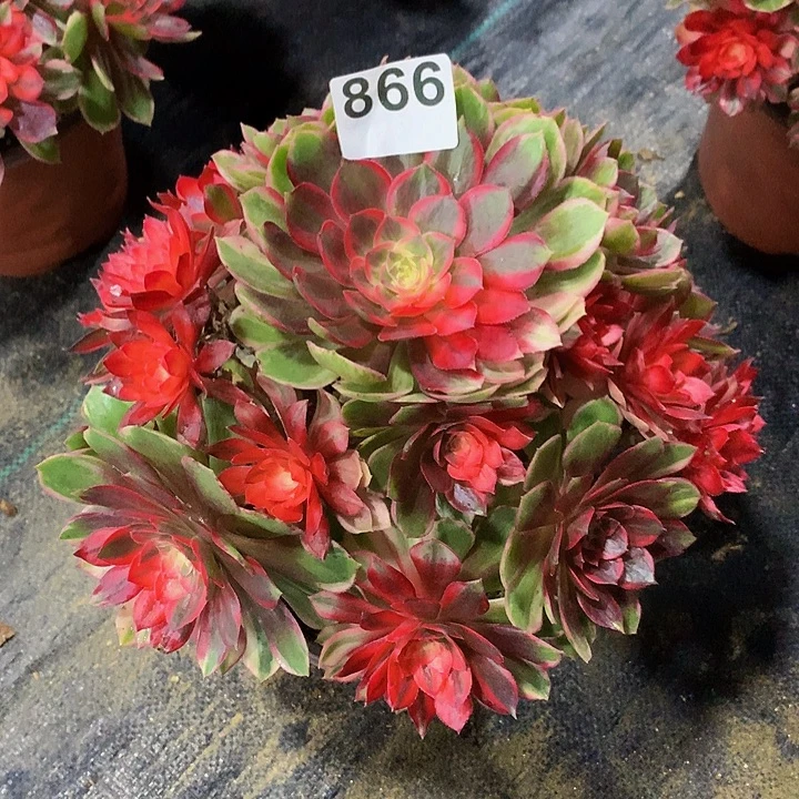 燕***子法师黑魔锦866000000