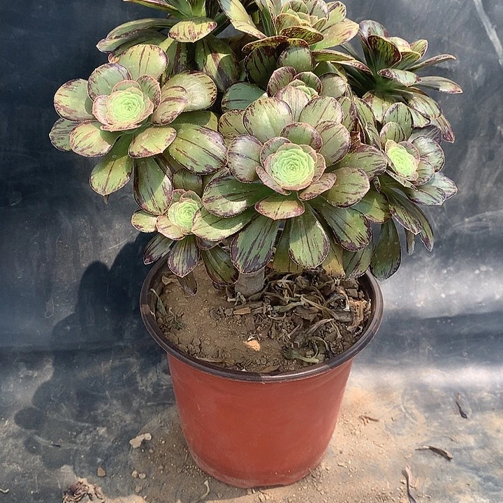 233微锦多肉植物