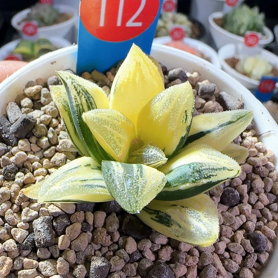 112号毛蟹锦一物一拍带盆土