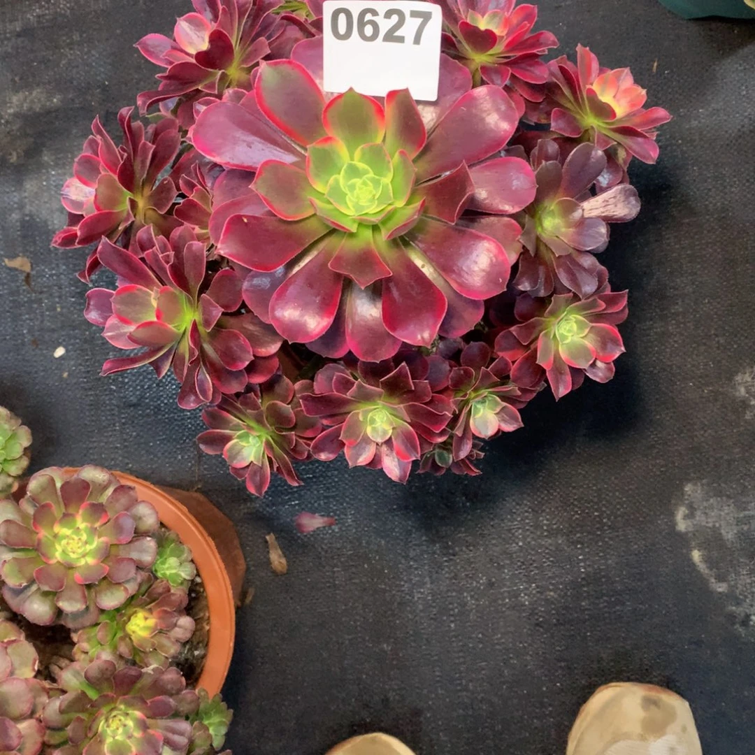 金丝雀627法师多肉植物2800000
