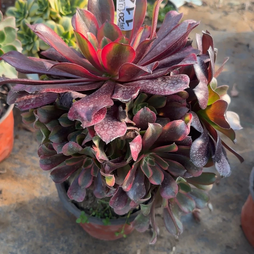 蒙娜丽莎114满20包邮断枝不包