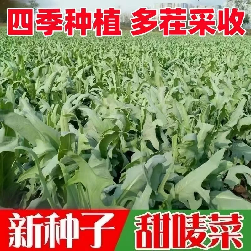 当季新种花芽甜麦菜种子四季油麦菜种子农家阳台耐寒蔬菜oy