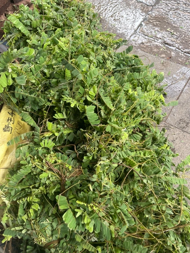 新鲜野生 鸡骨草