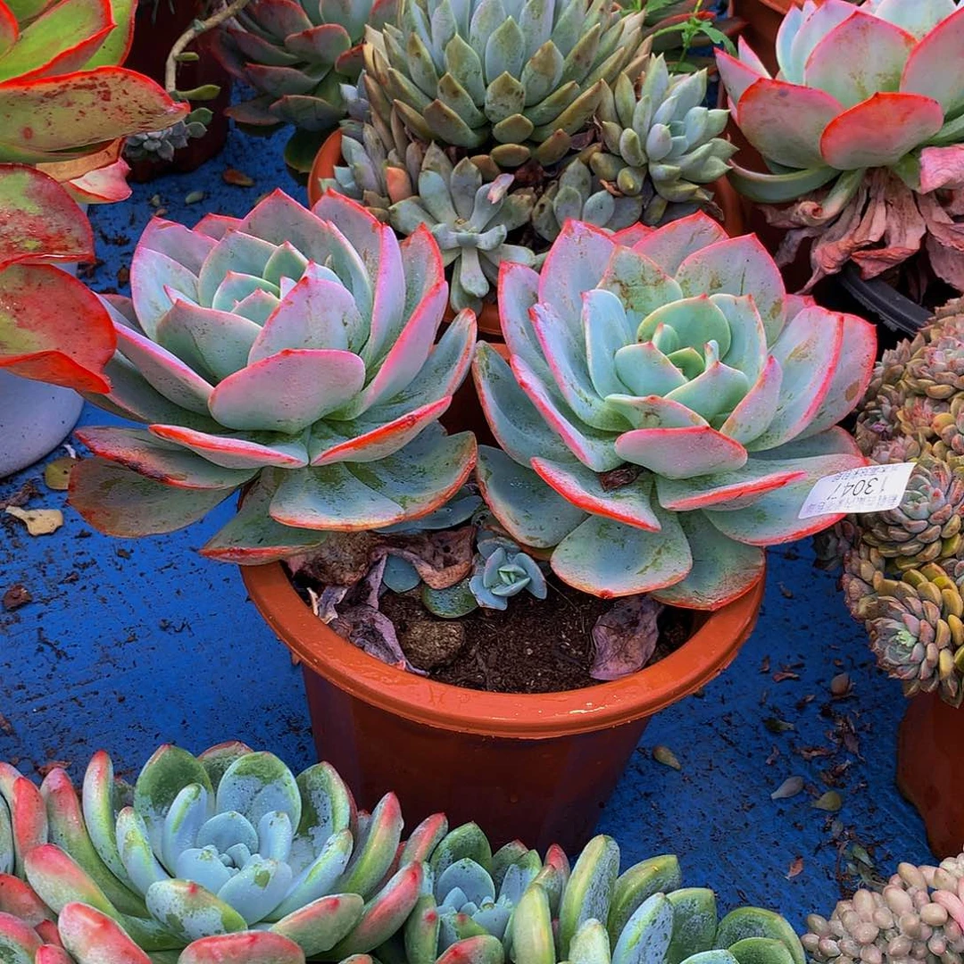 苹***黄   血凤多肉13047