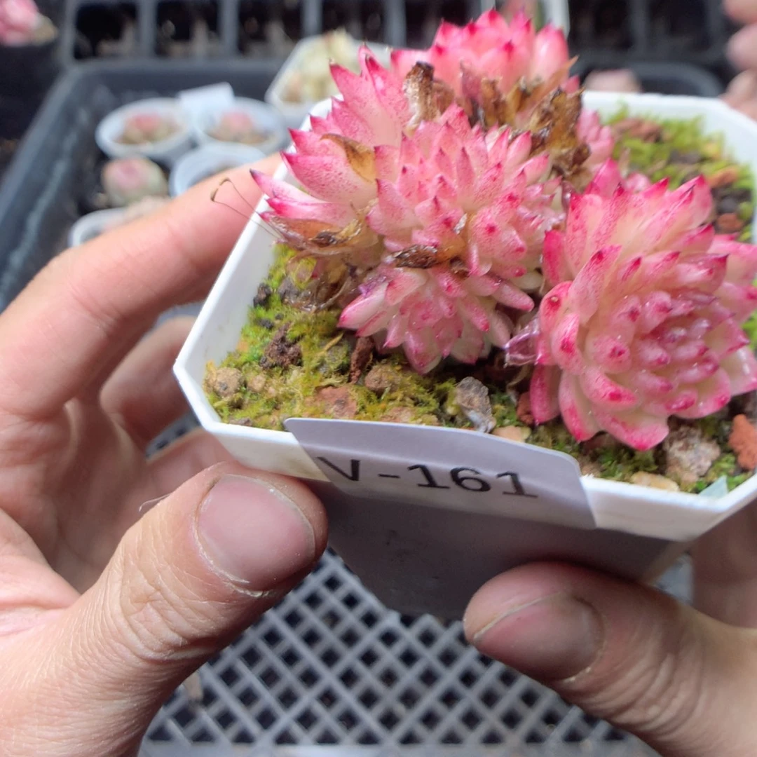 无花朵V161。yyyyyyyy