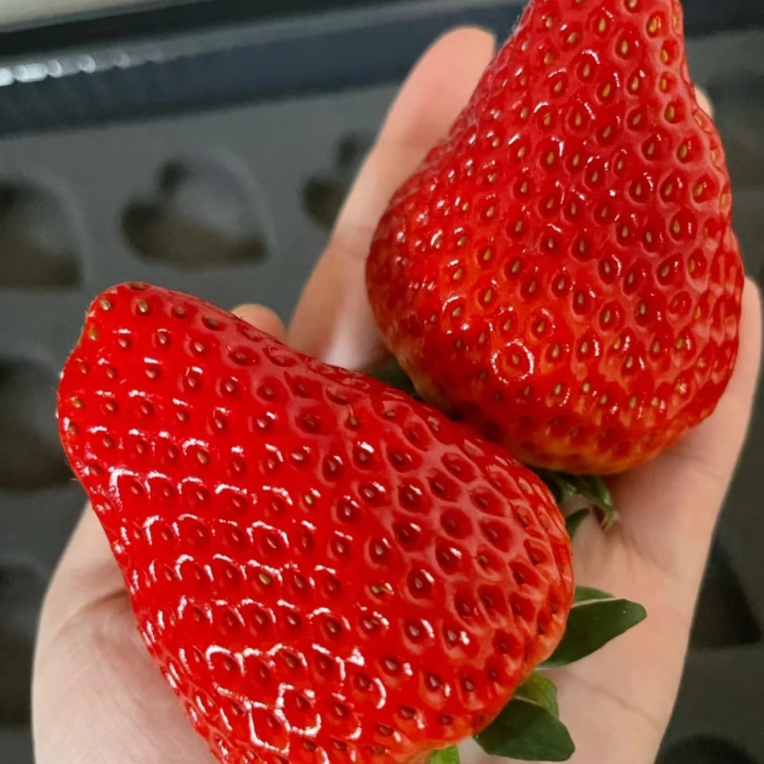 巧克力草莓特大果  99元3斤（丹东）