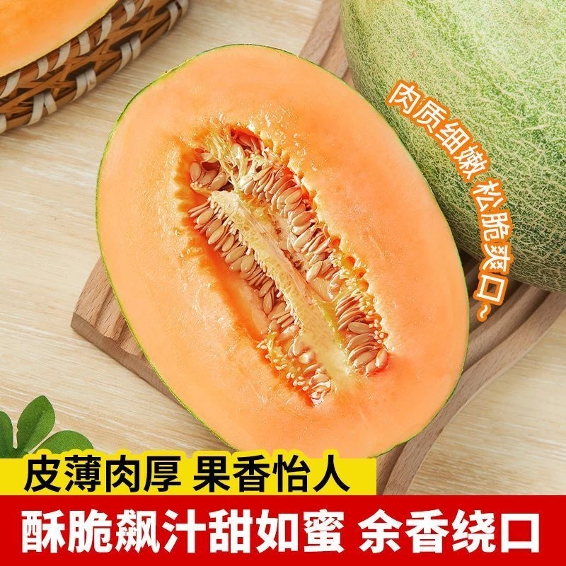 新疆吐鲁番哈密瓜自然成熟现摘现发肉厚脆甜
