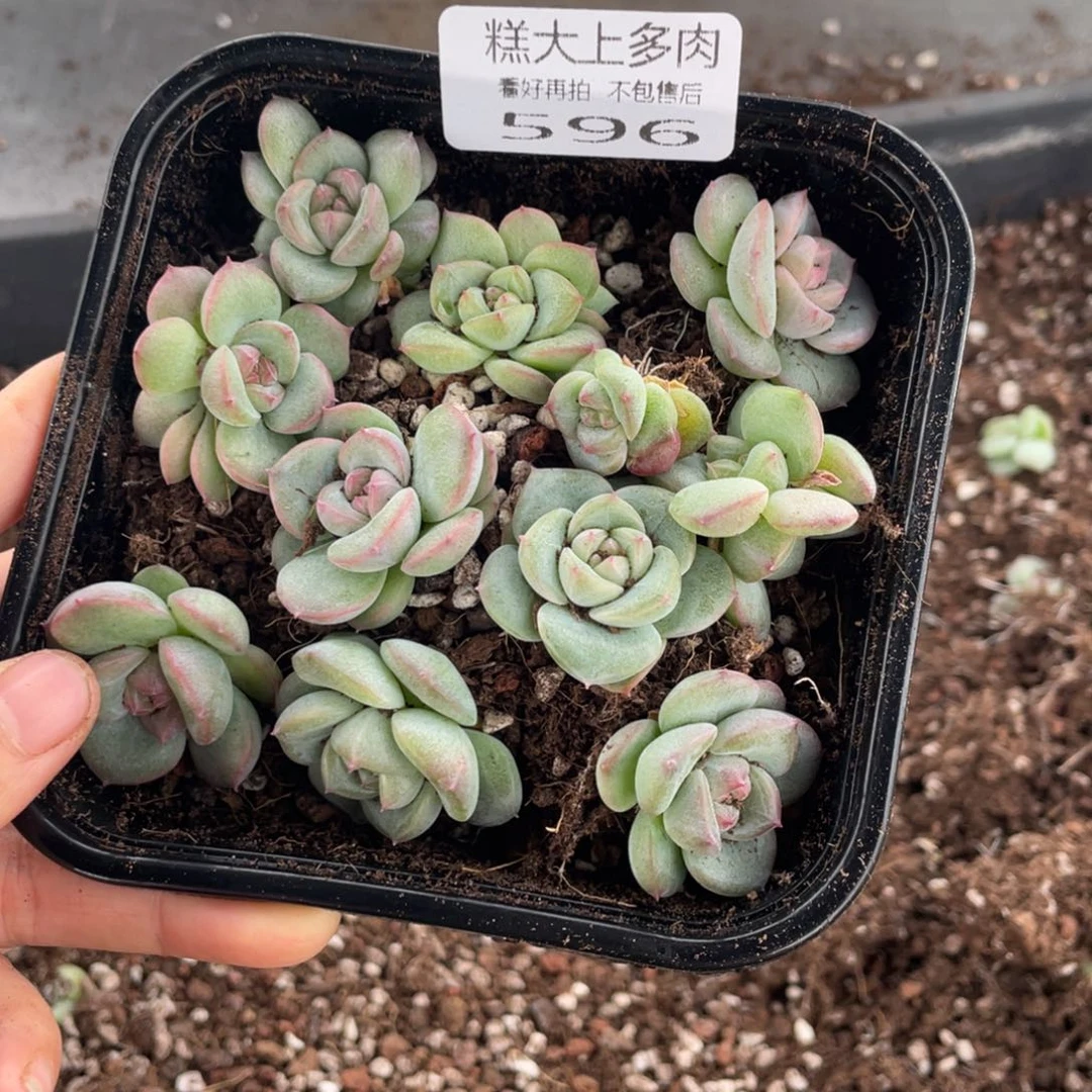 小**初糕大上多肉植物596