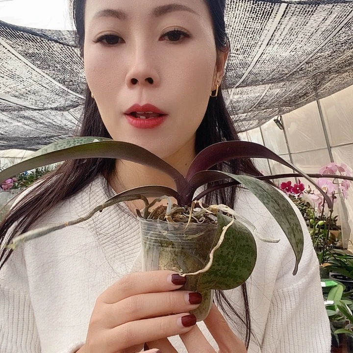 无花朵西雷利蝴蝶