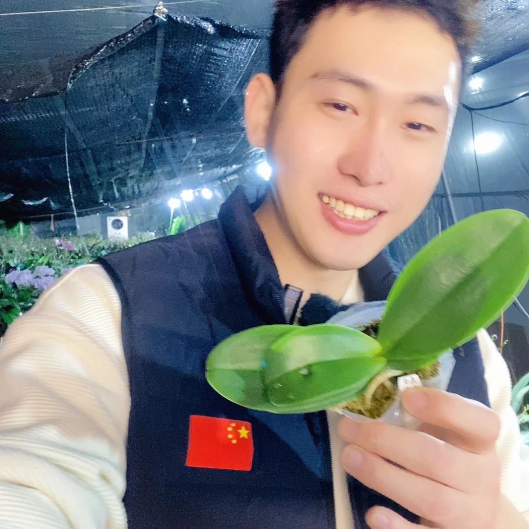 无花朵梅林蝴蝶兰