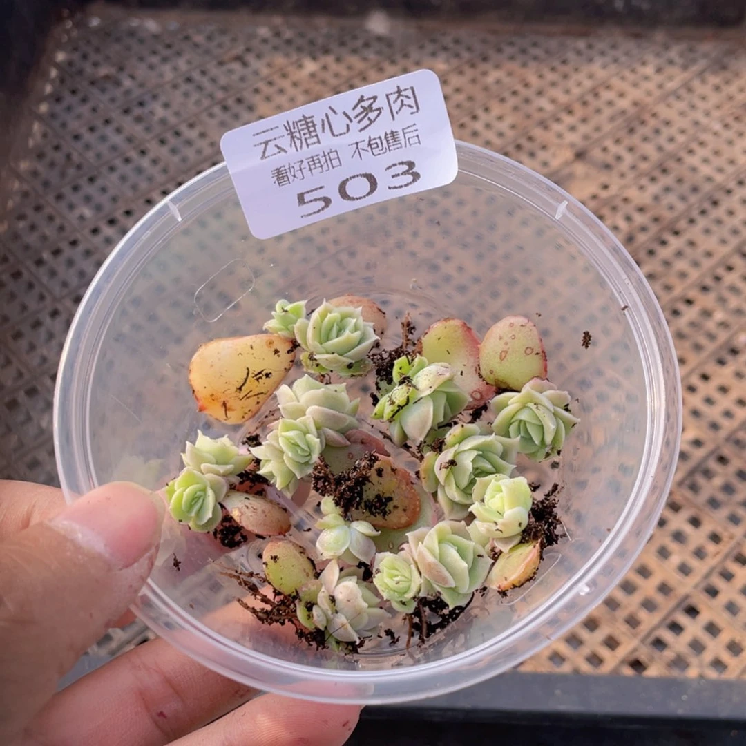 钮***子云糖心多肉植物503