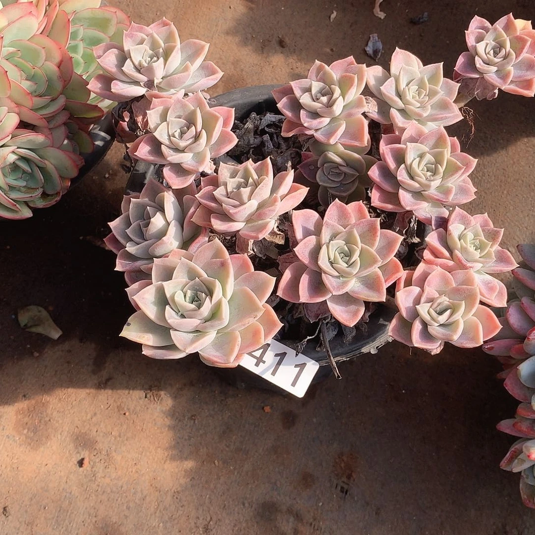 411哈利一物一拍多肉