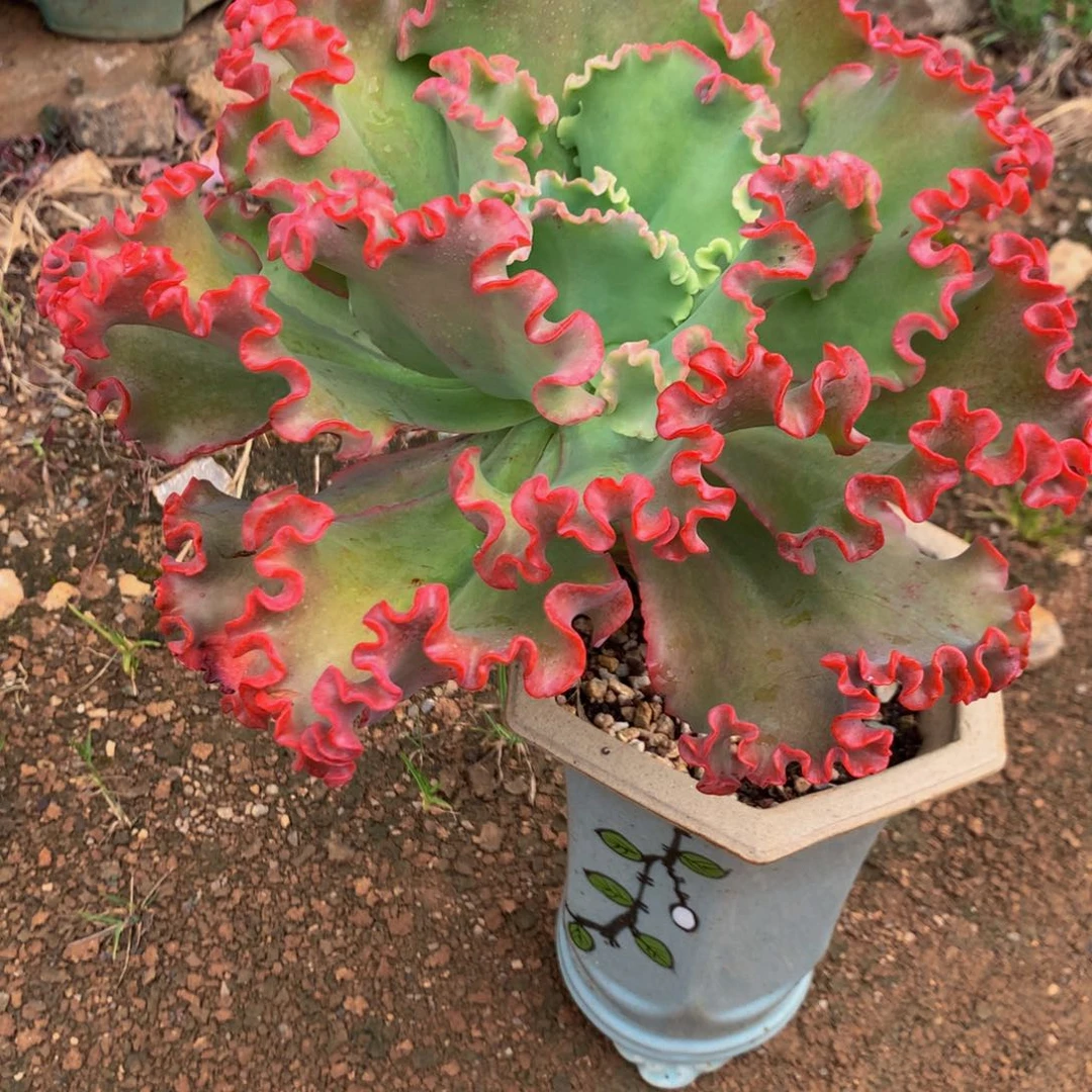 王****女王花笠111111111111111