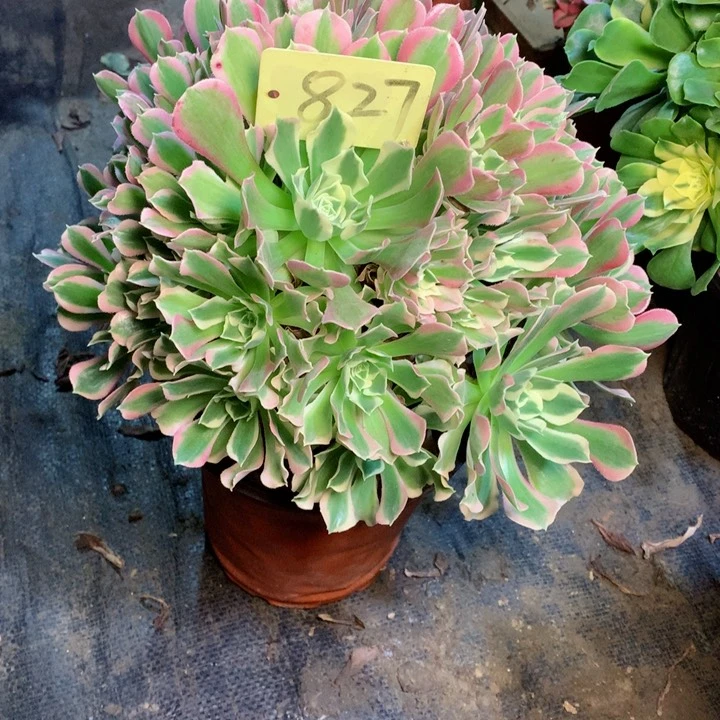 827白凤多肉一物一拍