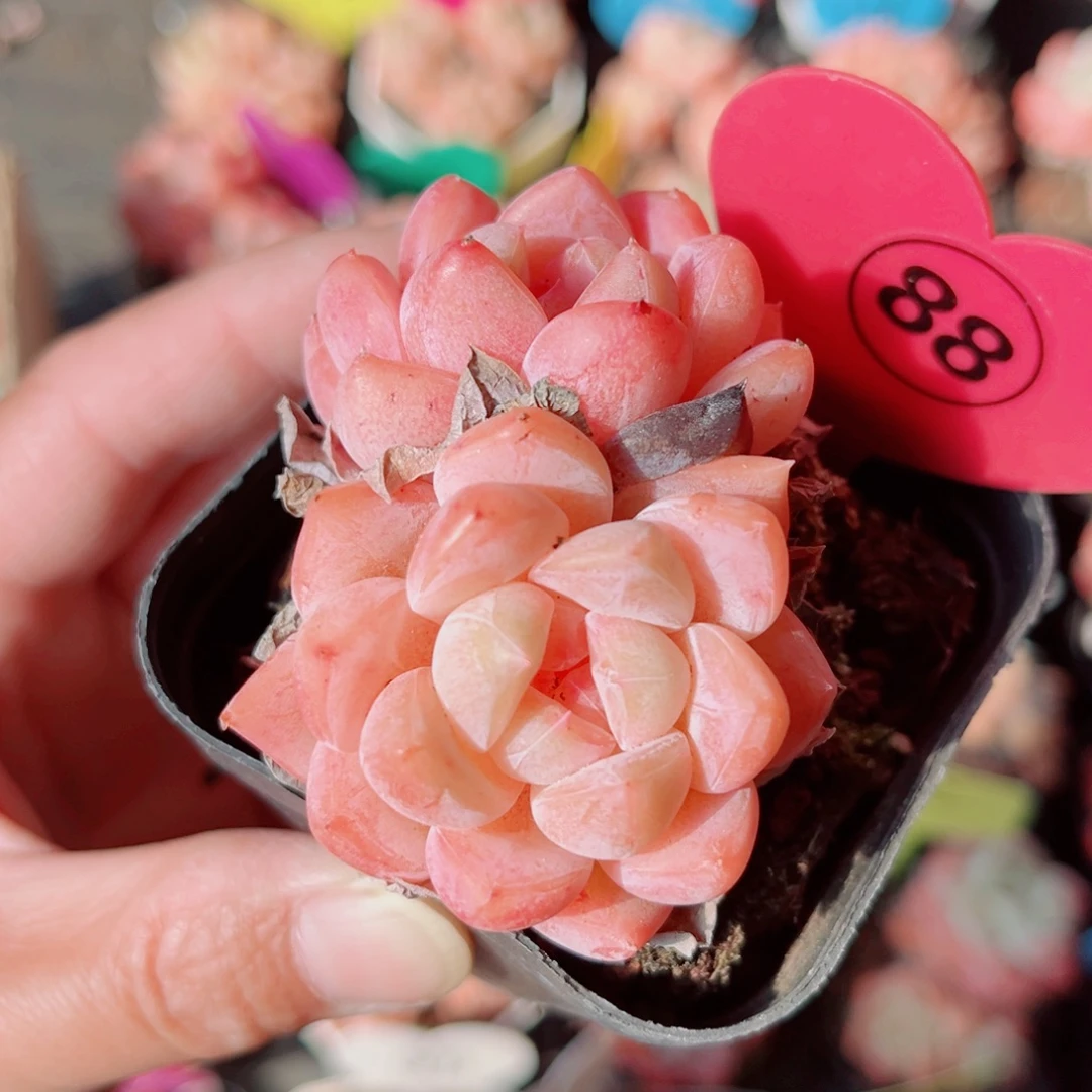 88号小老桩糖心双头