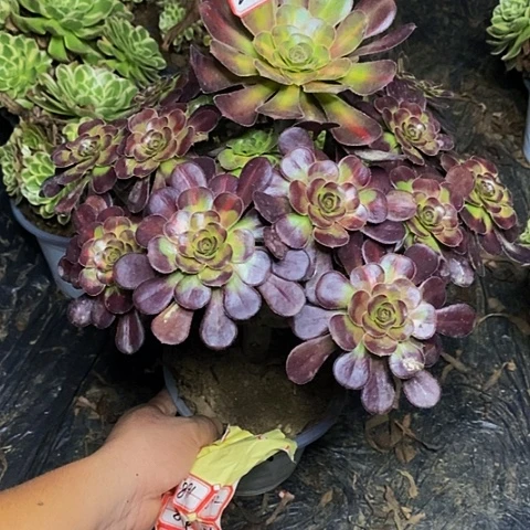 晚霞老桩捧花法师226号