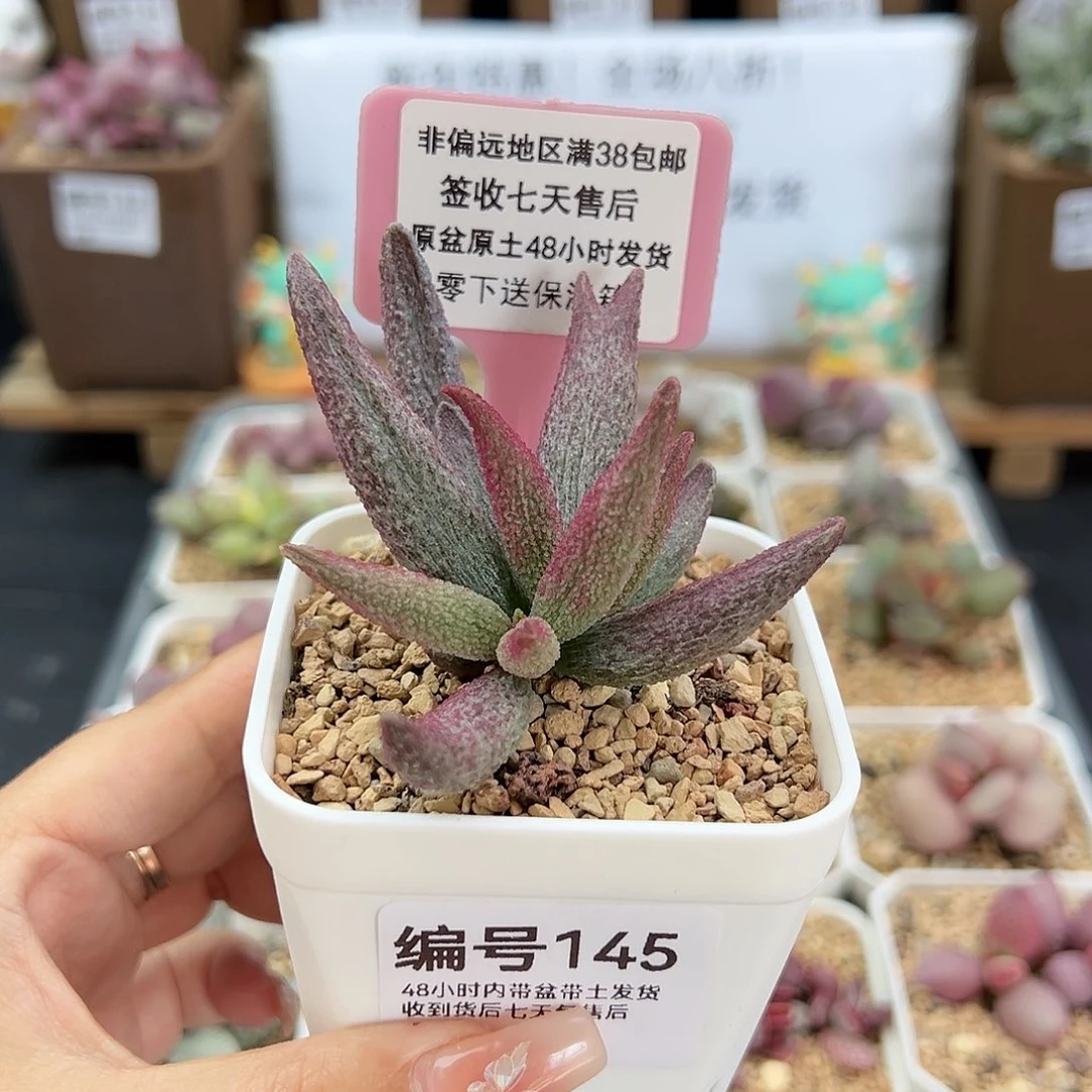 145猪尾巴多肉植物
