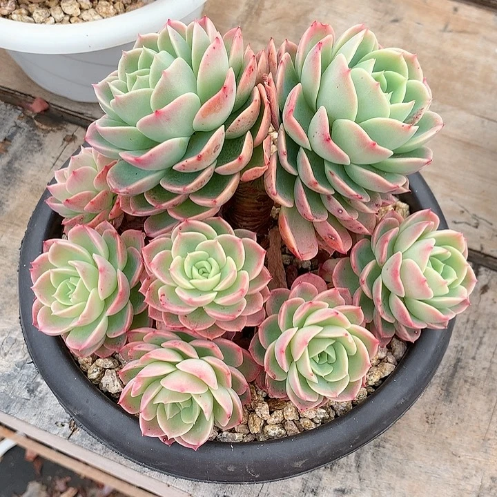 多肉植物一物一拍