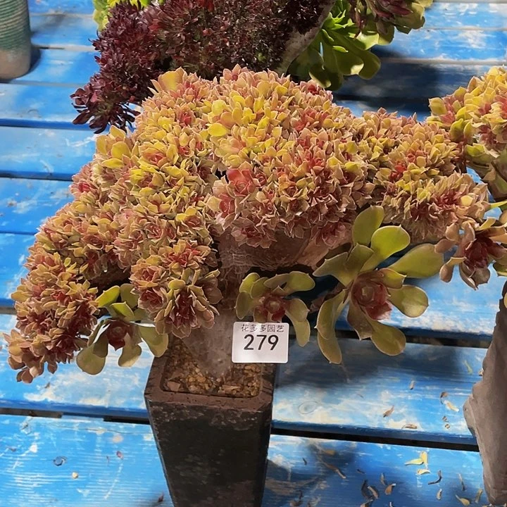 279号柠檬玫瑰朵朵