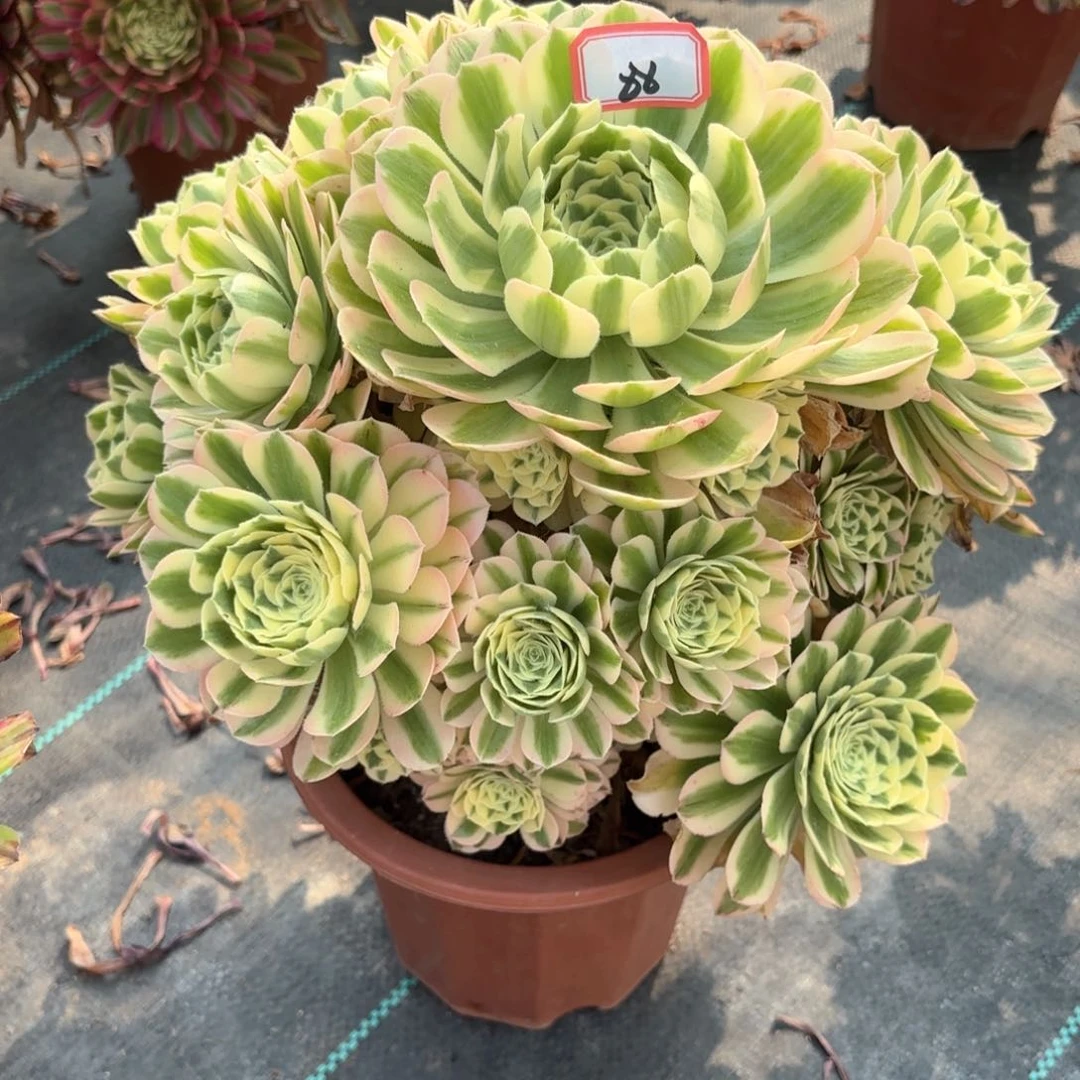 无花朵88迈巴赫多肉植物