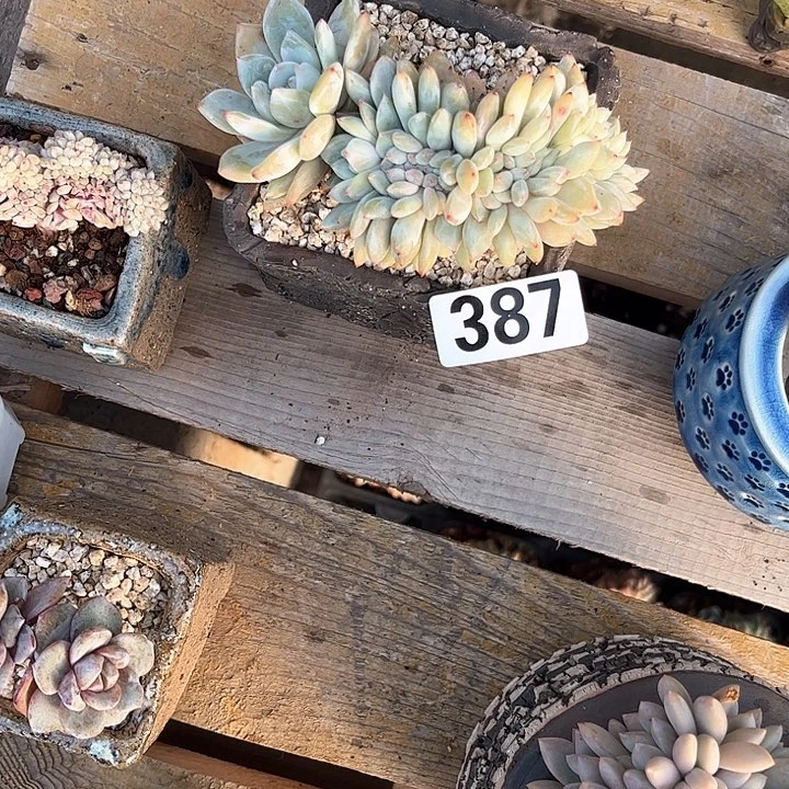 库**子多肉植物一物一拍