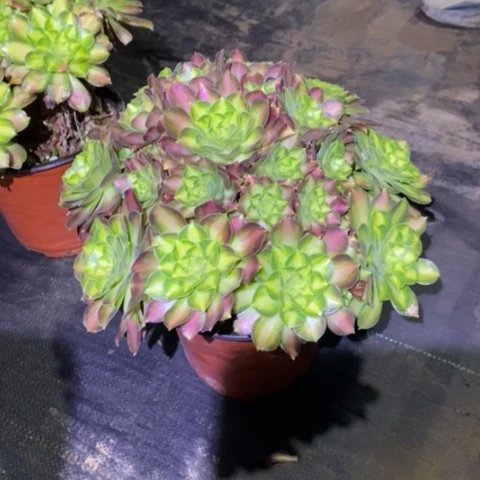 韶华52多肉植物法师